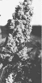 Part of the quinoa plant